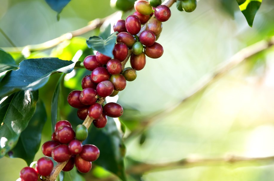 coffee-agronomy-ADC
